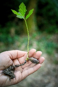 Hand tree nature grass Photo