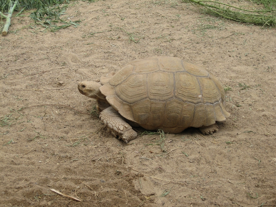 Animal faune zoo tortue