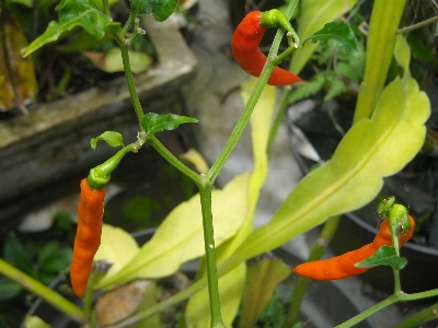 Plant leaf flower orange Photo