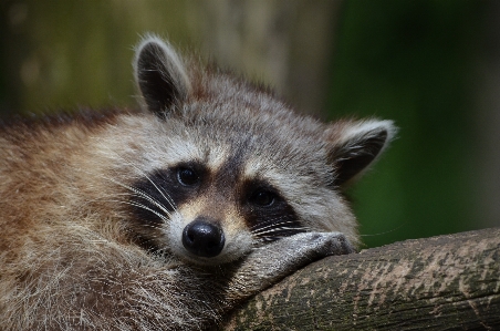 Foto Natureza animal animais selvagens mamífero