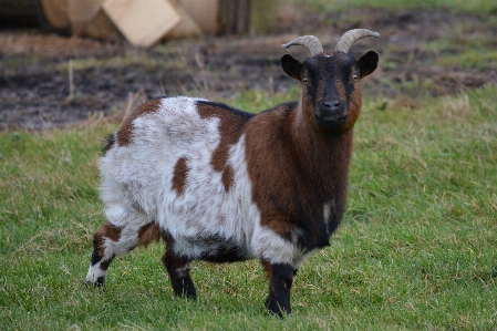 Grass meadow prairie animal Photo