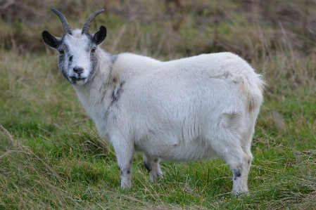 Foto Padang rumput
 satwa kambing klakson