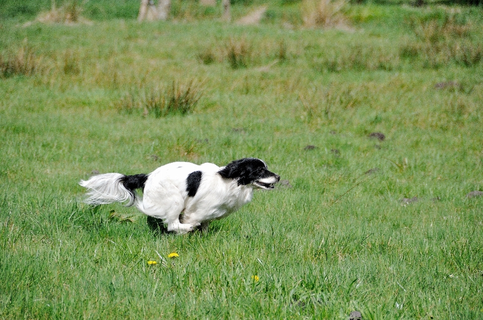 Gras rasen wiese
 prärie
