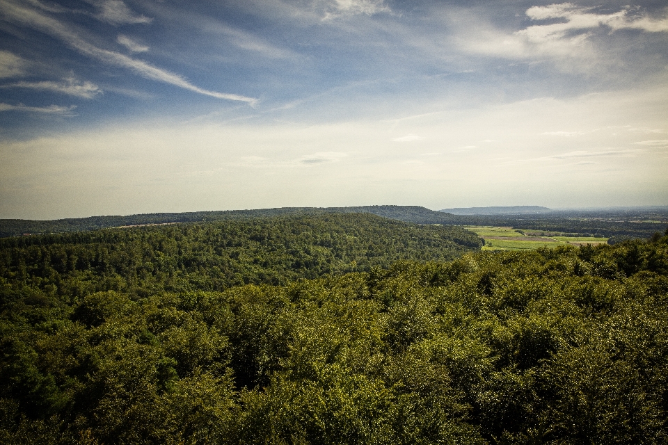 Landschaft baum natur wald