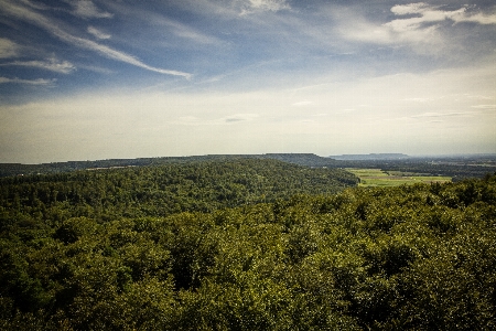 Landscape tree nature forest Photo