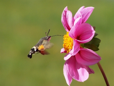 Natur blüte anlage fotografie Foto