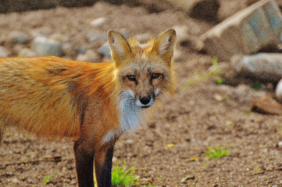 Natura sfocatura terra animale