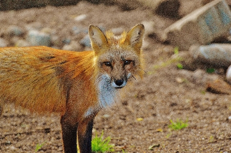 Nature blur ground animal Photo