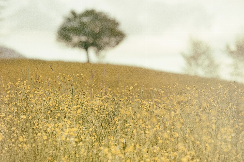 Paesaggio albero natura erba