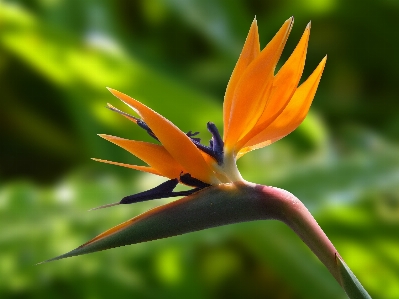 自然 草 花 植物 写真