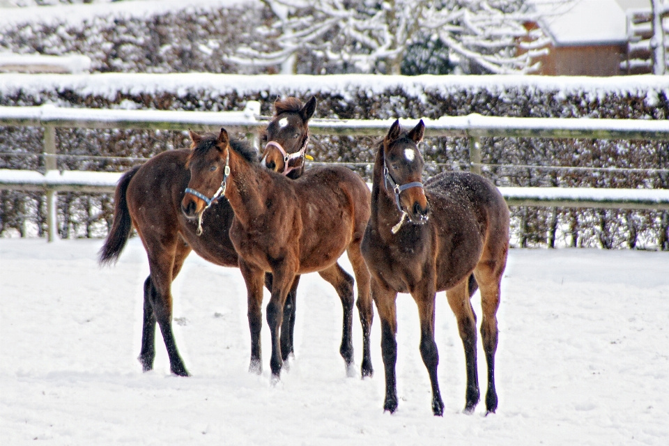 Neige hiver troupeau cheval