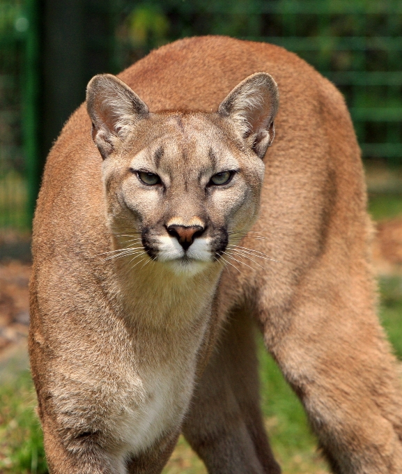 Animal faune félin mammifère