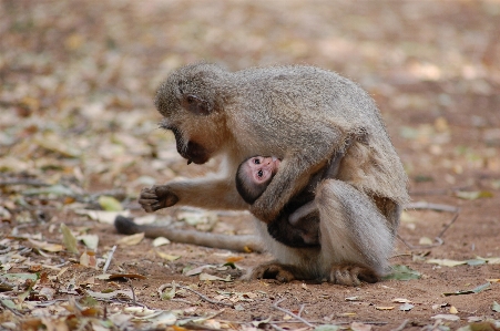 アウトドア 野生動物 環境 動物園 写真