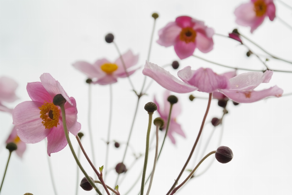 Branch blossom plant leaf