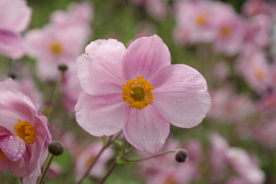 花 植物 花弁 咲く