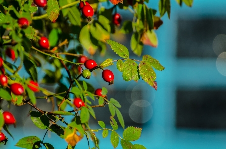 Tree nature branch plant Photo