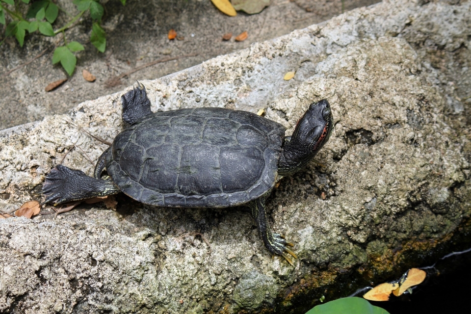 Alam gurun
 cahaya matahari satwa