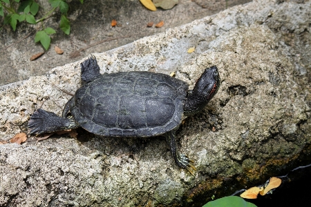 Nature wilderness sunshine animal Photo