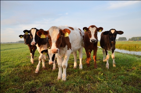 Foto Ar livre campo fazenda prado
