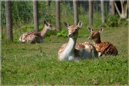 Foto Natureza grama região selvagem
 animal