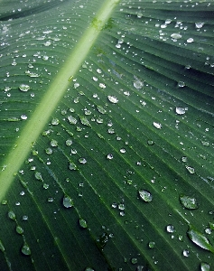 Water nature grass drop Photo