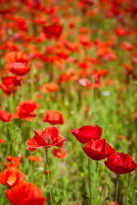 Nature blossom bokeh plant Photo