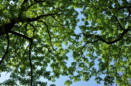 Foto Albero foresta ramo pianta