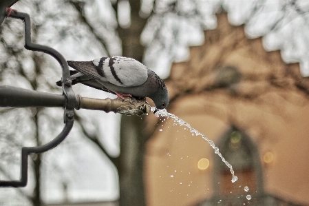 Tree water branch snow Photo