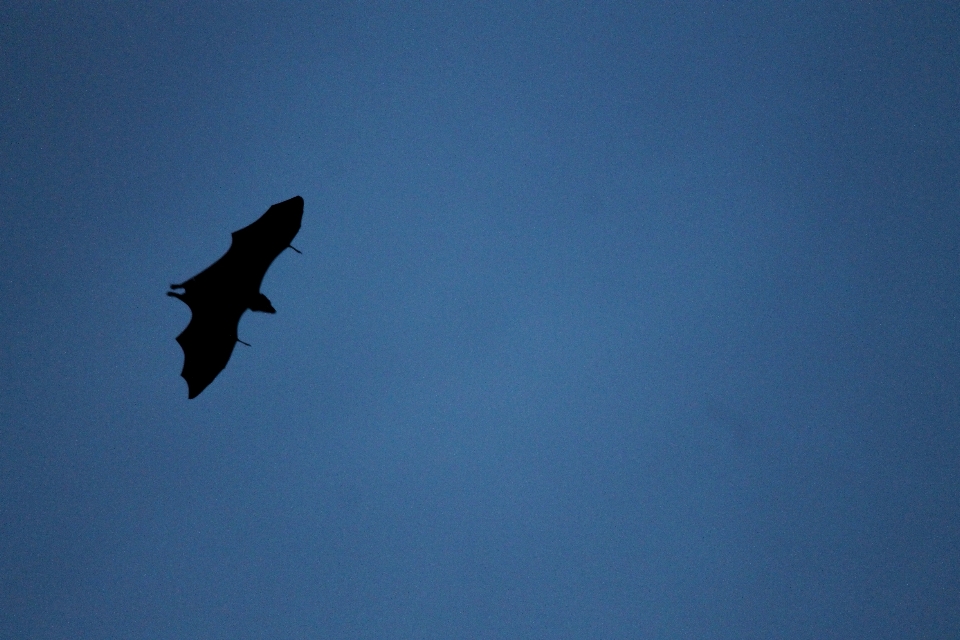 Silhouette bird wing cloud