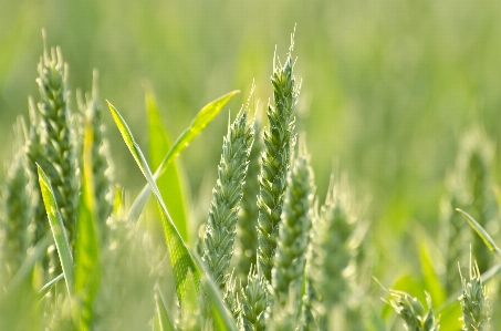 Grass plant field lawn Photo