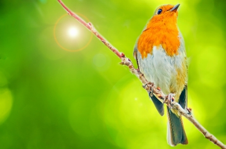 Photo Nature bifurquer oiseau feuille