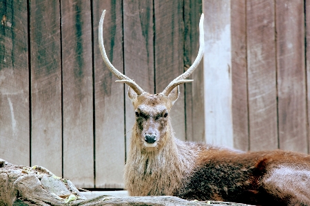 自然 荒野
 動物 野生動物 写真