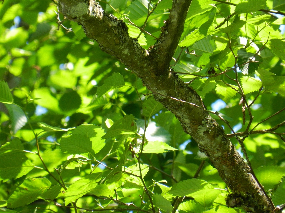 Baum natur wald draussen