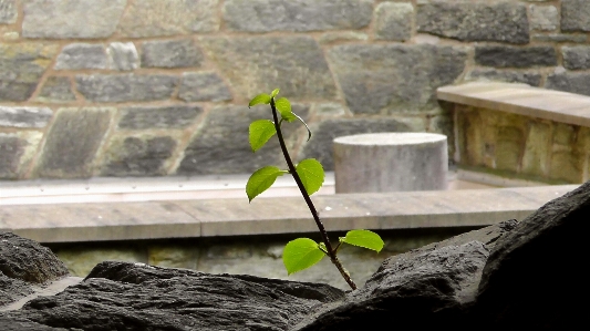 Rock branch light plant Photo