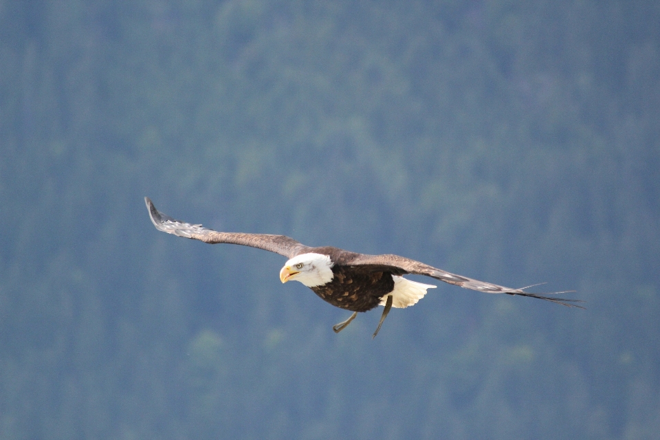 Bird wing beak flight