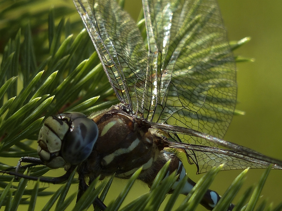 Nature herbe bifurquer la photographie