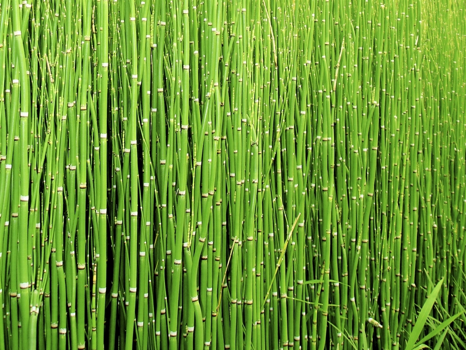 Nature grass outdoor branch