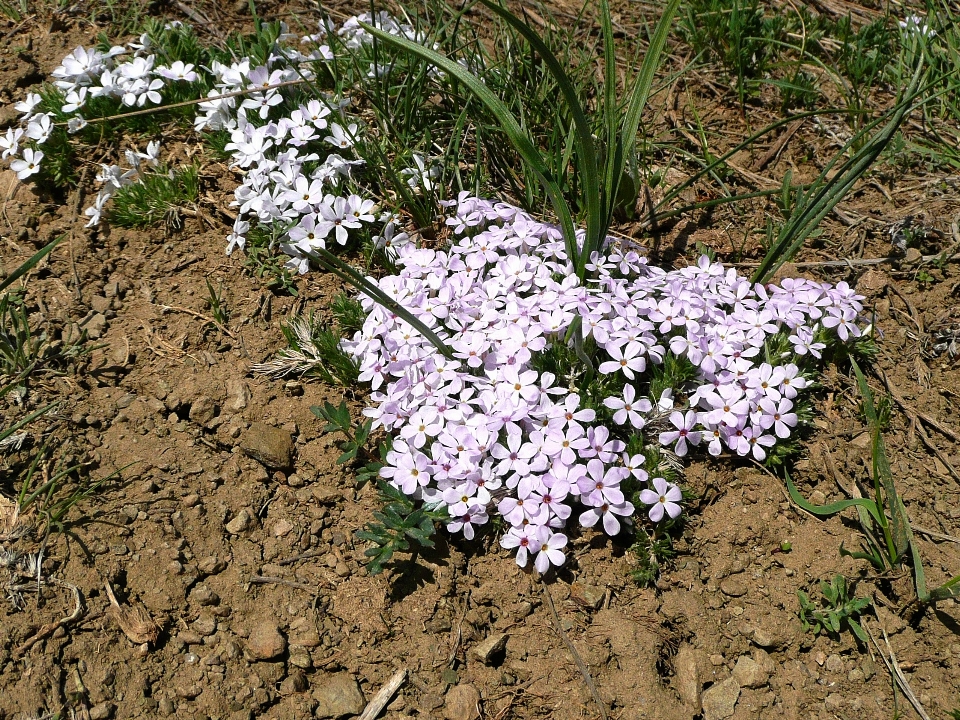 Nature fleurir usine prairie
