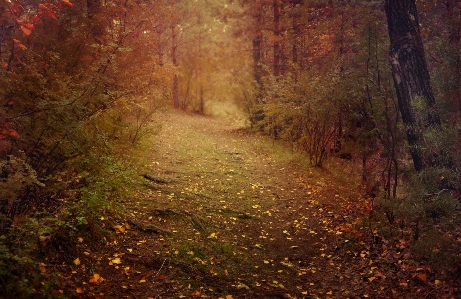 Zdjęcie Krajobraz drzewo natura las