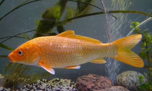 Summer pond biology asia Photo