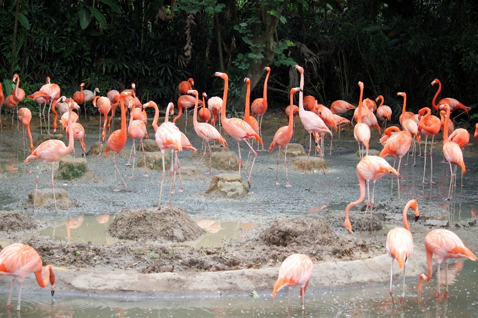 鳥 池 動物園 公園