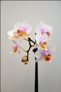 Blossom plant stem leaf Photo