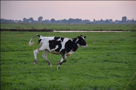 Grass outdoor field farm Photo