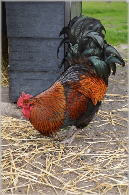 Uccello azienda agricola animale becco