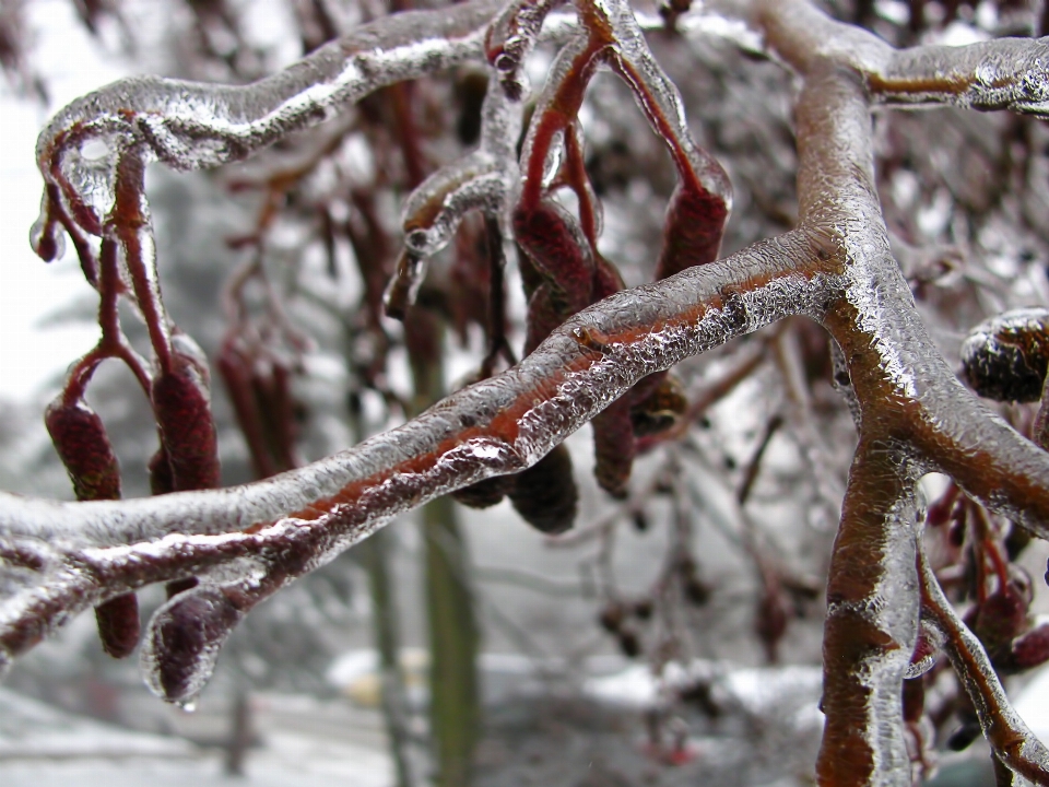 Arbre nature bifurquer neige