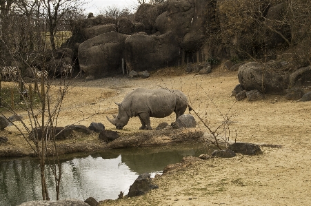 Wilderness desert adventure animal Photo