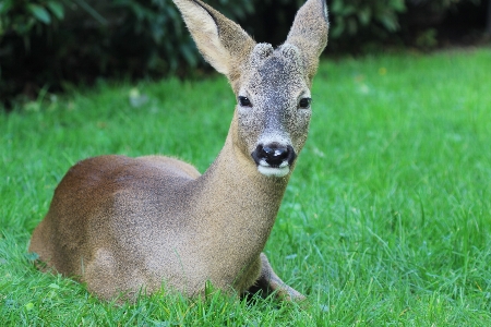 Grass animal wildlife wild Photo