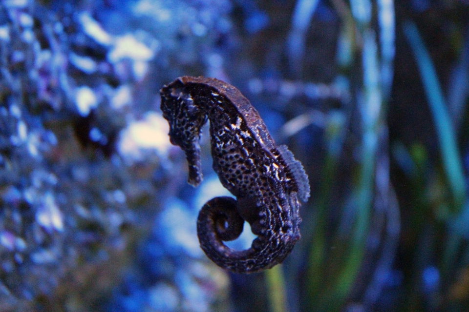 水 花 玻璃 生物学