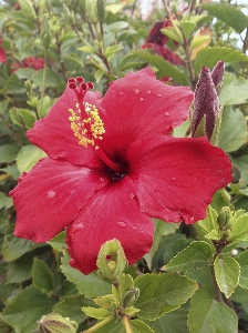 Anlage blume blütenblatt botanik
 Foto