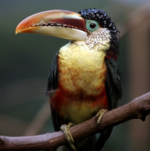 Foto Alam burung satwa imut-imut